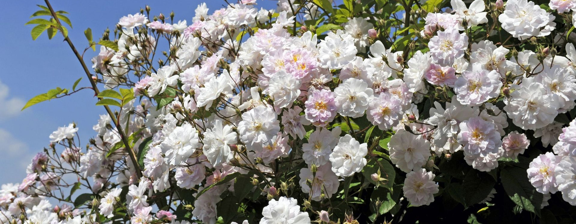 Graines Fleurs Boutique -Graines Fleurs Boutique 1 1