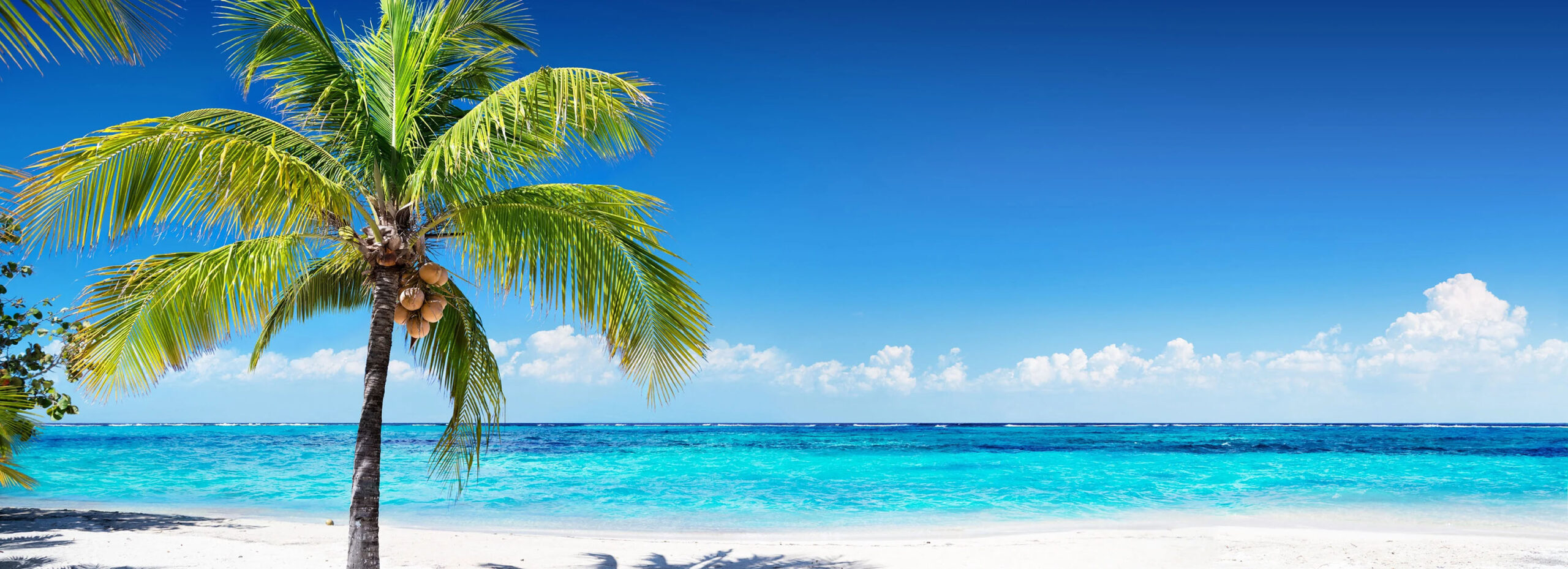 Graines Fleurs Boutique -Graines Fleurs Boutique 3 scaled