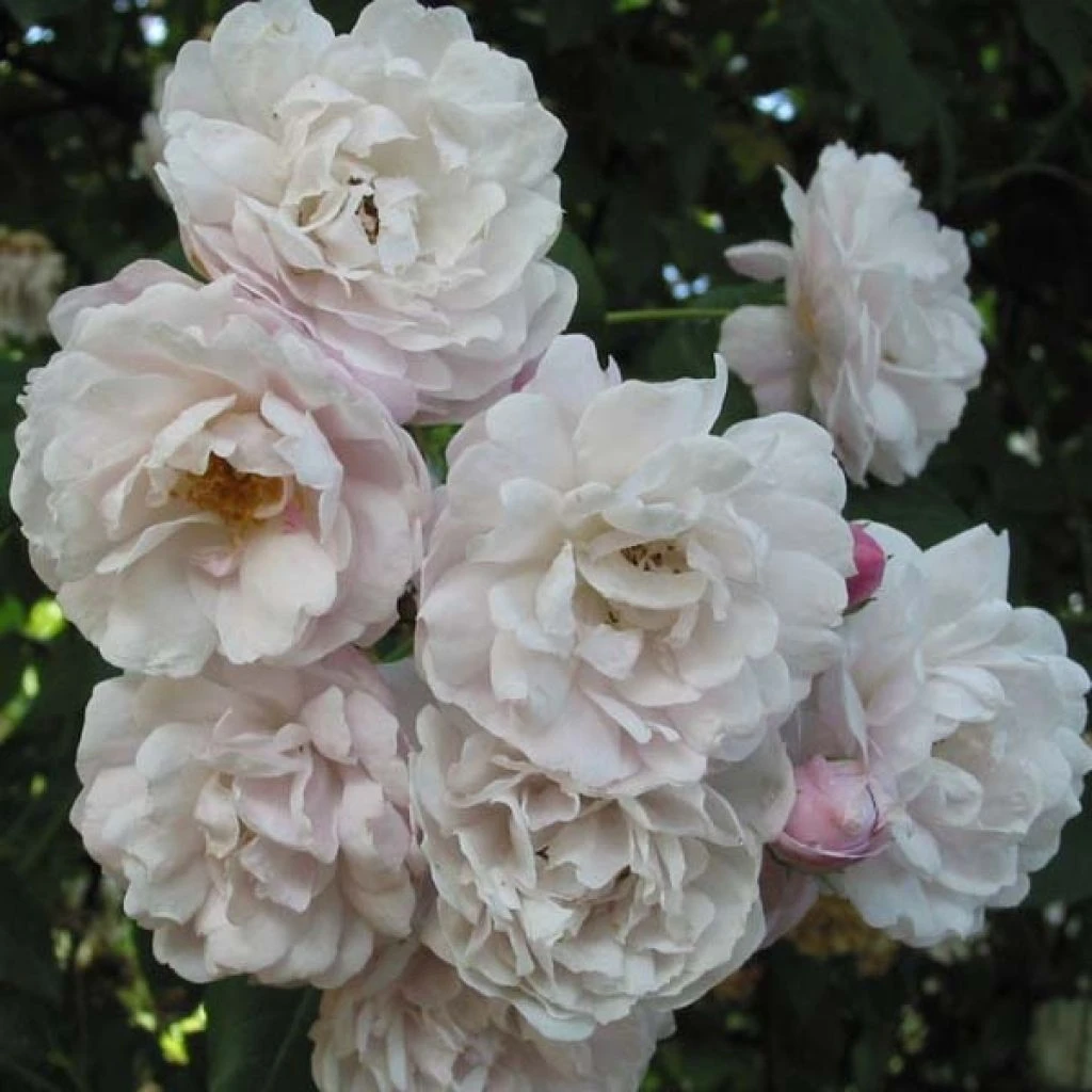 Rosier Grimpant Blush Noisette 1 Rosier Grimpant Blush Noisette