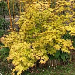 Acer Palmatum Orange Dream