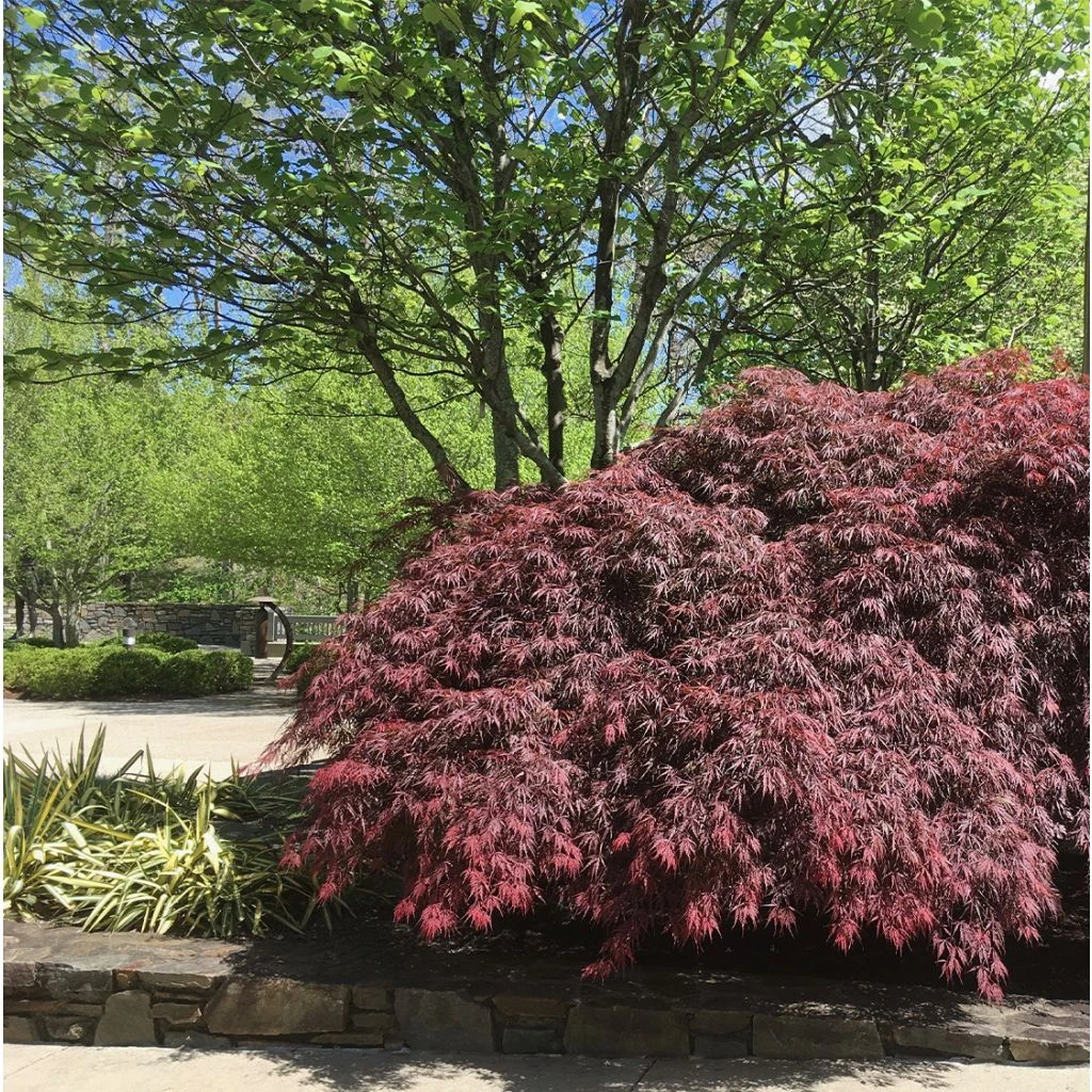 Érable Du Japon - Acer Palmatum Peve Dave 1 Érable Du Japon - Acer Palmatum Peve Dave