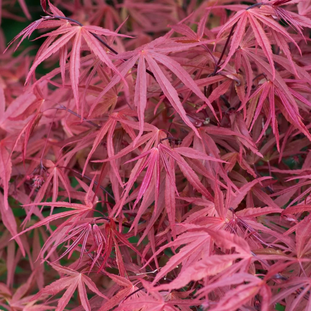 Erable Du Japon - Acer Palmatum Red Pygmy 1 Erable Du Japon - Acer Palmatum Red Pygmy