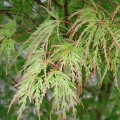 Érable Du Japon - Acer Palmatum Seiryu