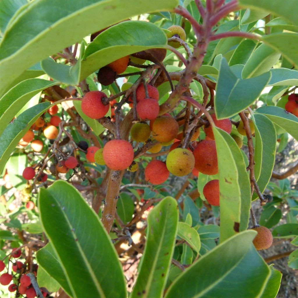 Arbutus Andrachne - Arbousier De Chypre 1 Arbutus Andrachne - Arbousier De Chypre