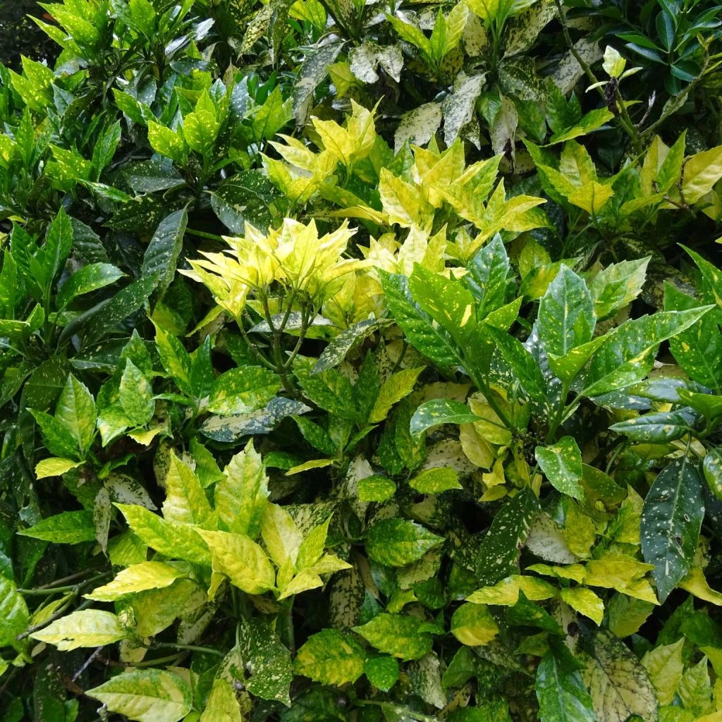 Aucuba Japonica - Laurier Du Japon 1 Aucuba Japonica - Laurier Du Japon