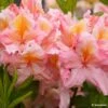 Azalée De Chine Demoiselles De Boutiguery Callista - Rhododendron Hybride