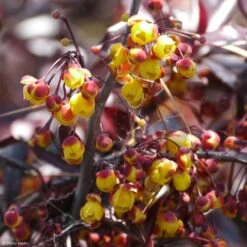 Berberis Thunderbolt® - Epine-vinette