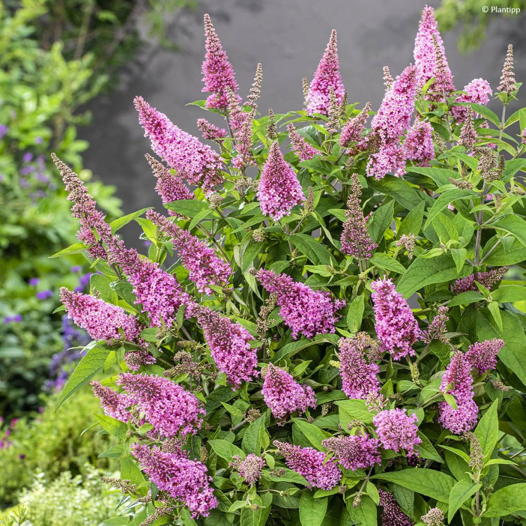 Buddleja Davidii Butterfly Butterfly Candy Little Pink - Arbre Aux Papillons Nain 1 Buddleja Davidii Butterfly Butterfly Candy Little Pink - Arbre Aux Papillons Nain