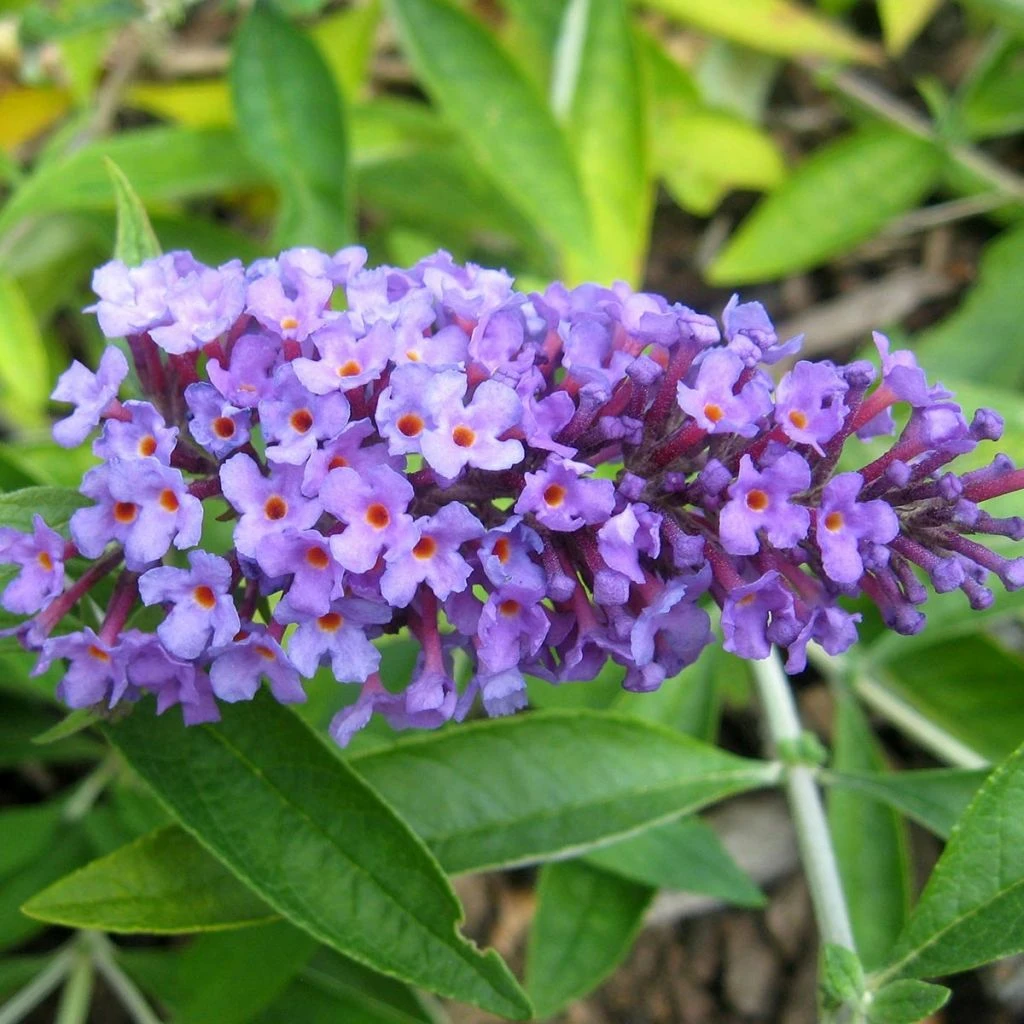 Buddleja Flutterby Peace - Arbre Aux Papillons 1 Buddleja Flutterby Peace - Arbre Aux Papillons