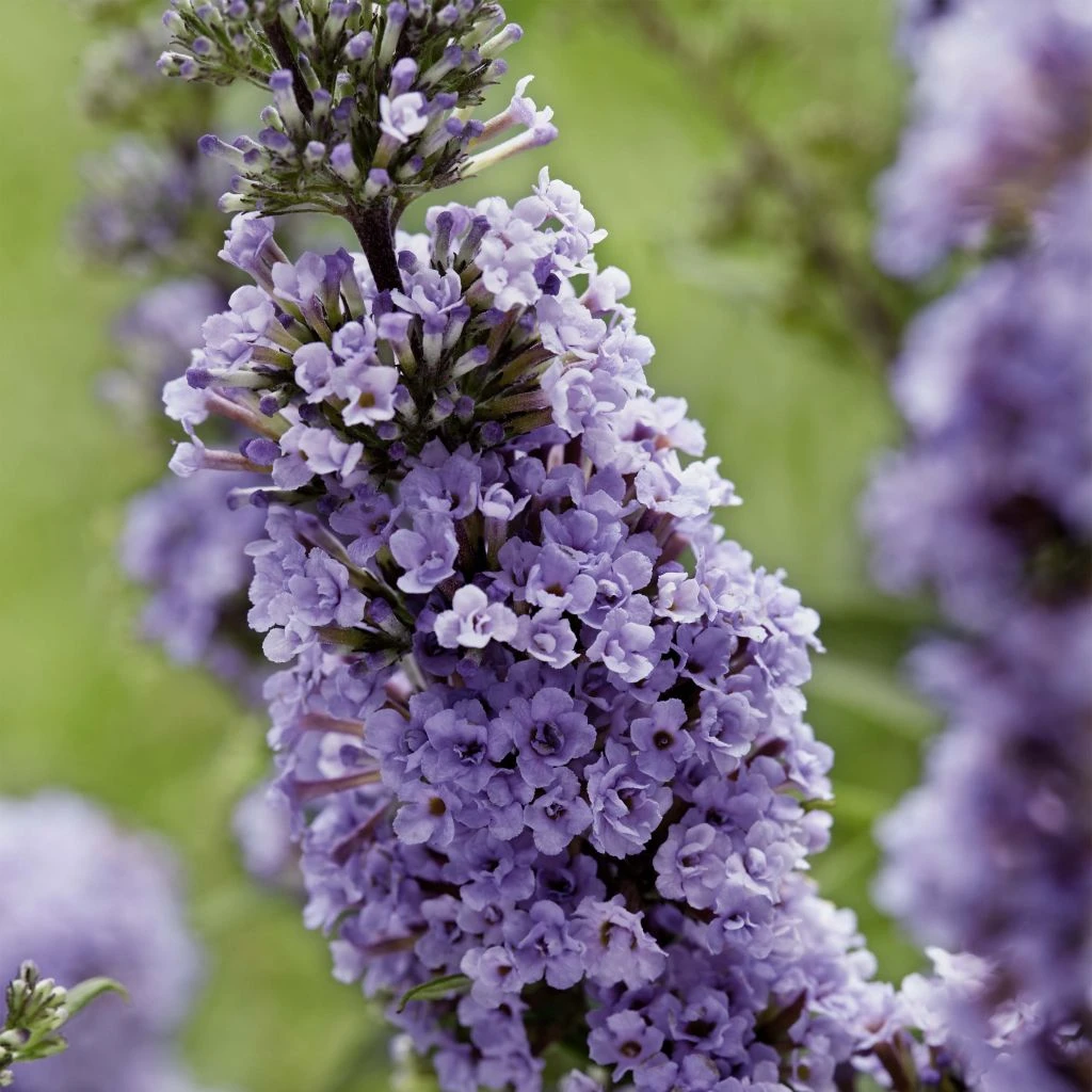 Buddleja High Five Purple - Arbre Aux Papillons 1 Buddleja High Five Purple - Arbre Aux Papillons