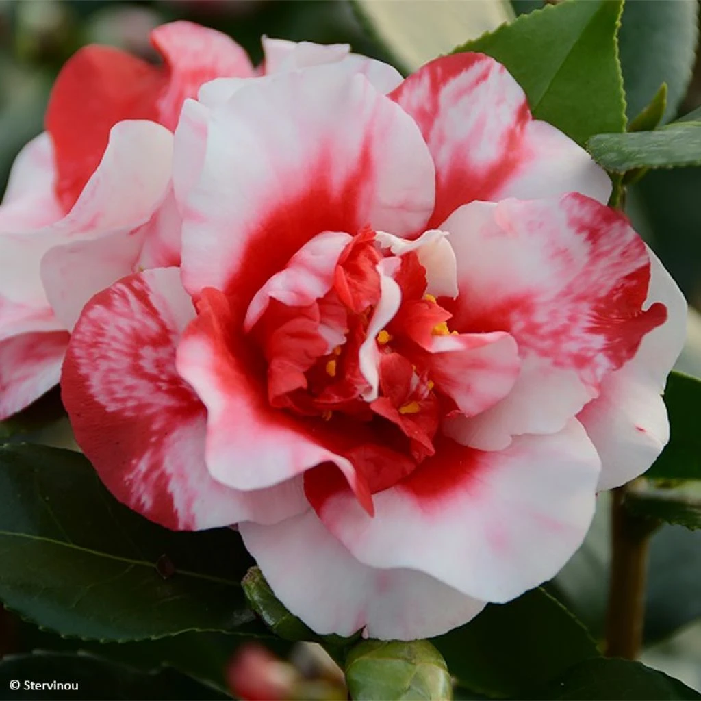 Camélia Midnight Variegated - Camellia Japonica 1 Camélia Midnight Variegated - Camellia Japonica