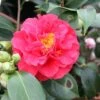 Camélia Blood Of China - Camellia Japonica