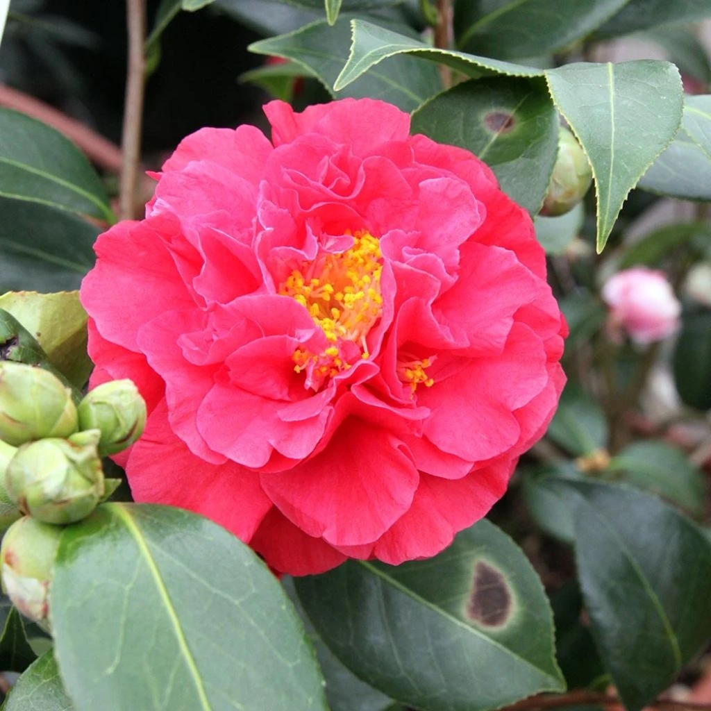 Camélia Blood Of China - Camellia Japonica 1 Camélia Blood Of China - Camellia Japonica