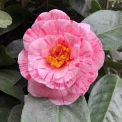 Camélia Traverso - Camellia Japonica