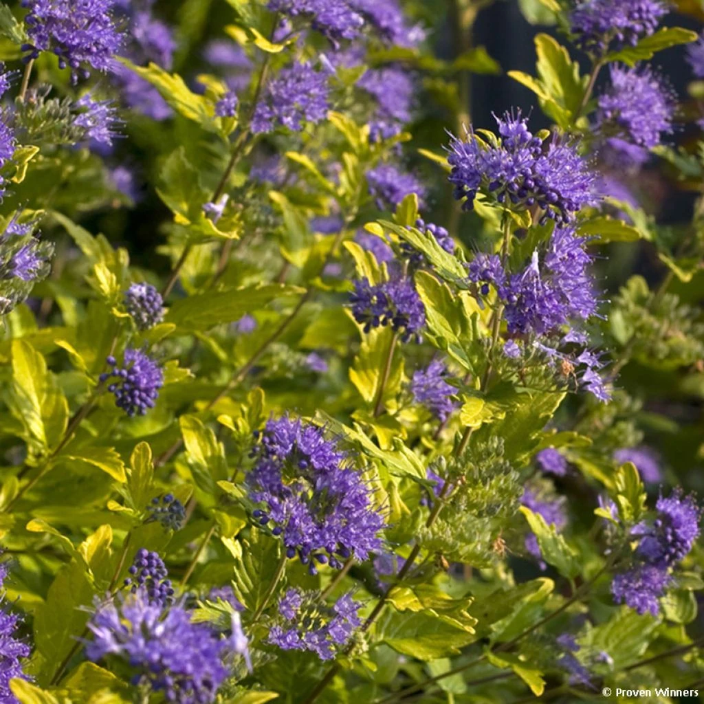 Caryopteris Incana Sunny Blue - Spirée Bleue, Barbe Bleue 1 Caryopteris Incana Sunny Blue - Spirée Bleue, Barbe Bleue