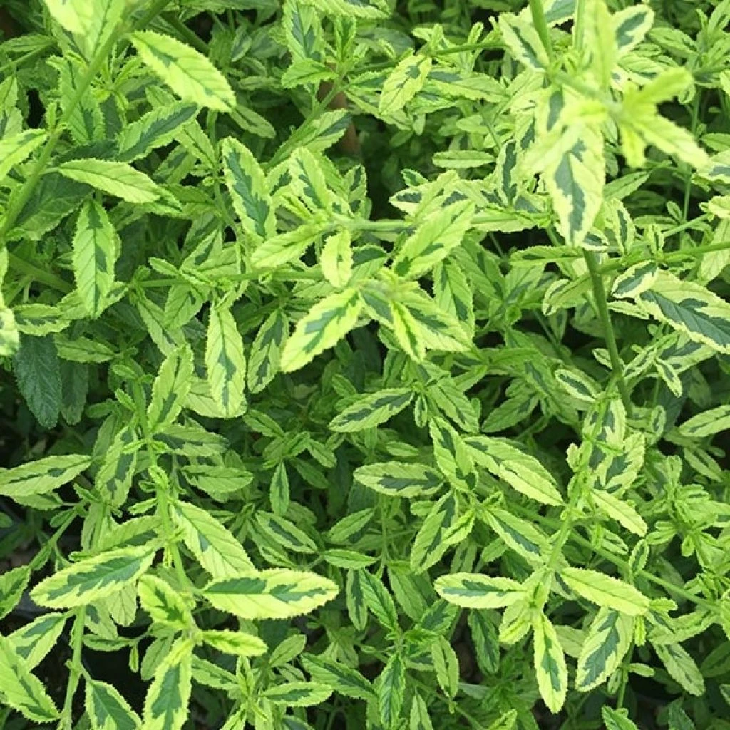 Céanothe Impressus Lemon & Lime - Lilas De Californie 1 Céanothe Impressus Lemon & Lime - Lilas De Californie