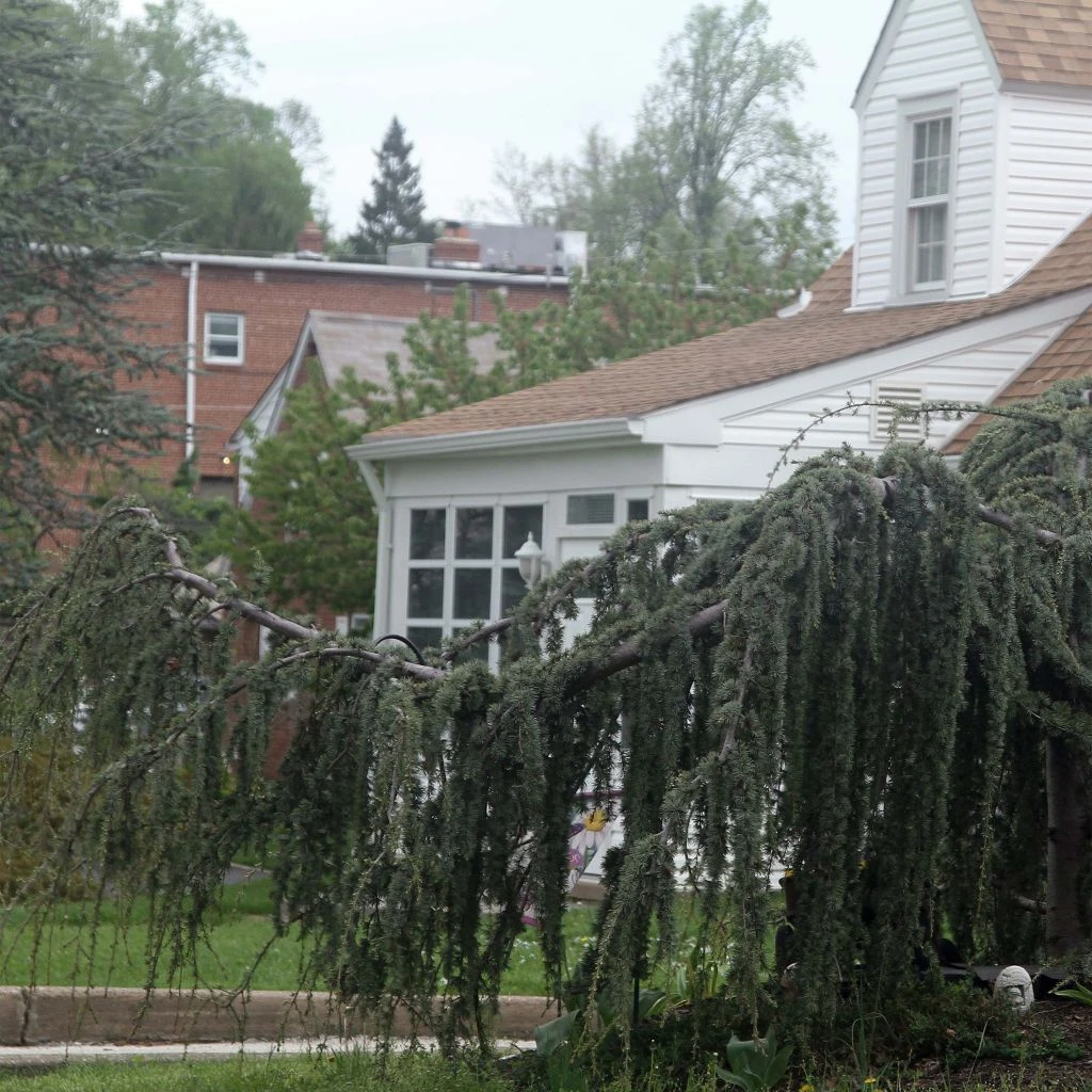 Cèdre De L'Atlas Pleureur - Cedrus Libani Atlantica Pendula 1 Cèdre De L'Atlas Pleureur - Cedrus Libani Atlantica Pendula