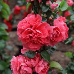 Cognassier Du Japon Pink Storm - Chaenomeles Speciosa