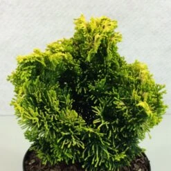Chamaecyparis Obtusa Andorra - Faux Cyprès Hinoki Du Japon