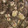 Chimonanthus Praecox Grandiflorus