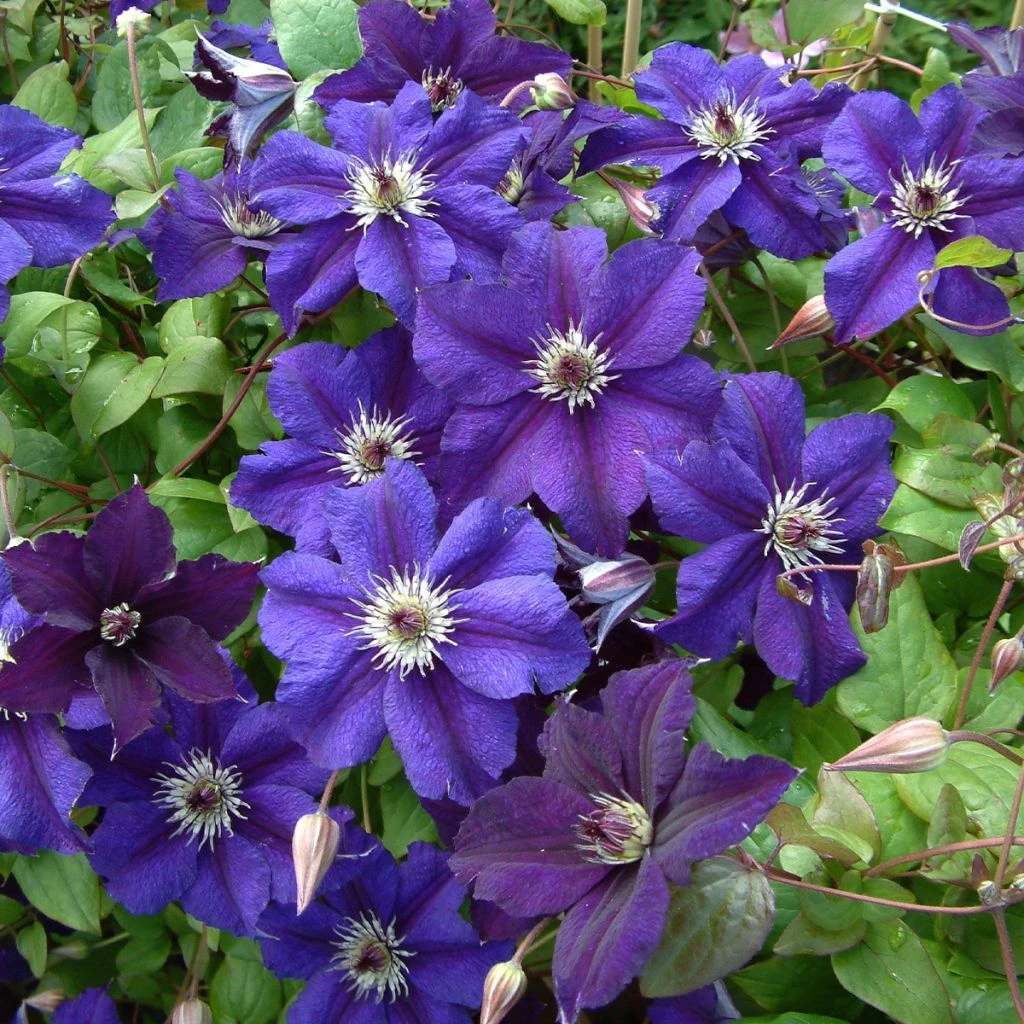 Clématite Italienne - Clematis Viticella Happy Birthday 1 Clématite Italienne - Clematis Viticella Happy Birthday