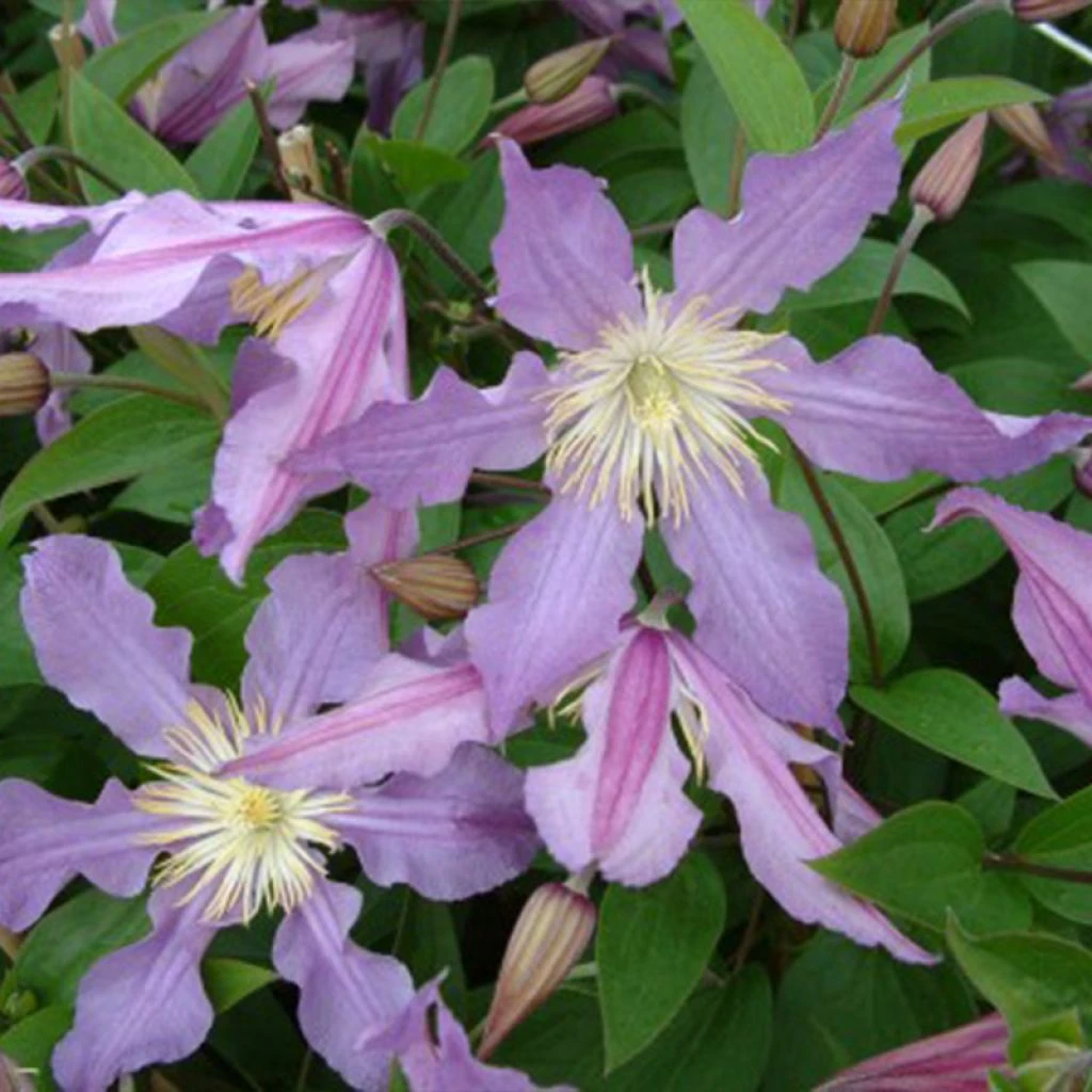 Clématite - Clematis Diversifolia East River 1 Clématite - Clematis Diversifolia East River