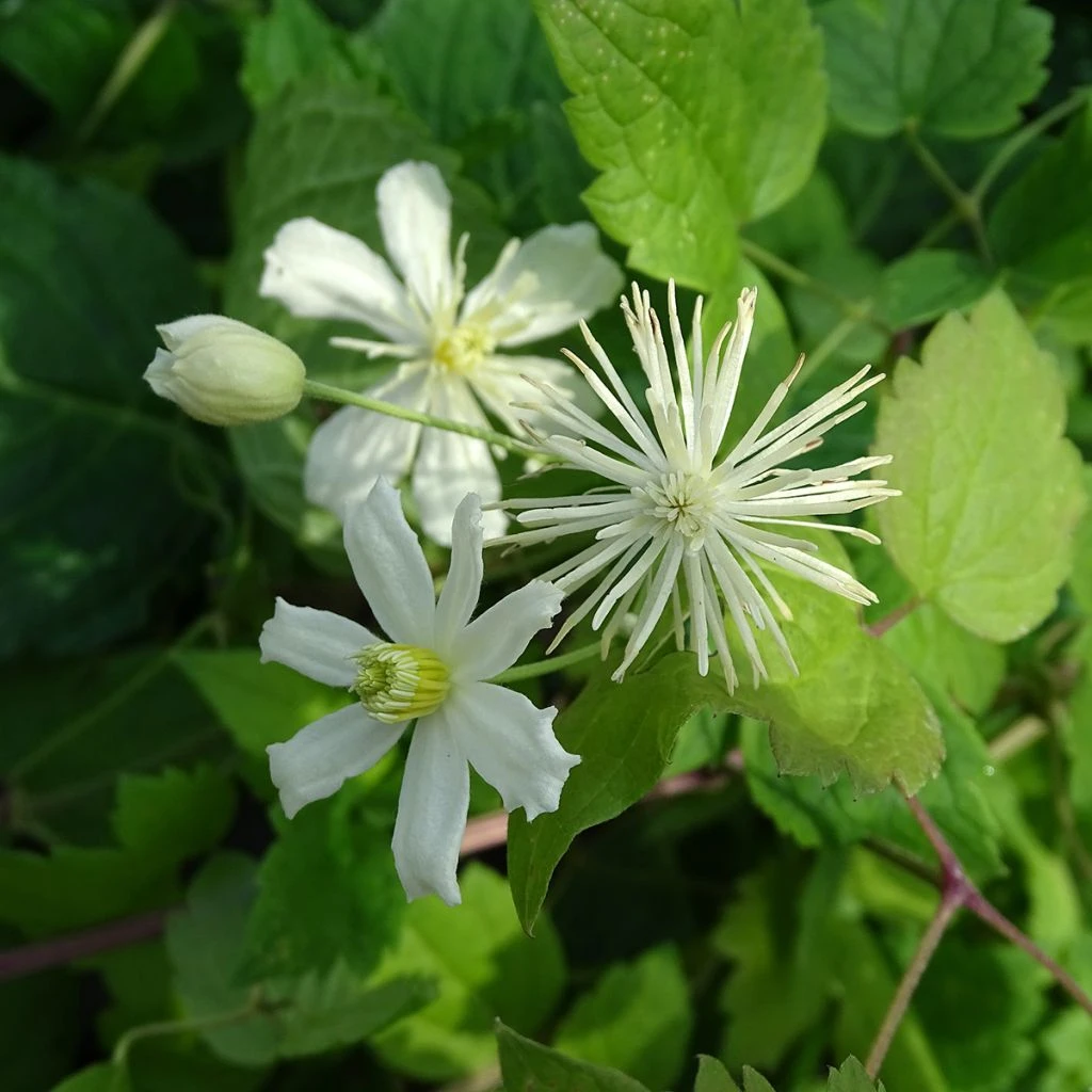 Clématite - Clematis Fargesii Summersnow 1 Clématite - Clematis Fargesii Summersnow