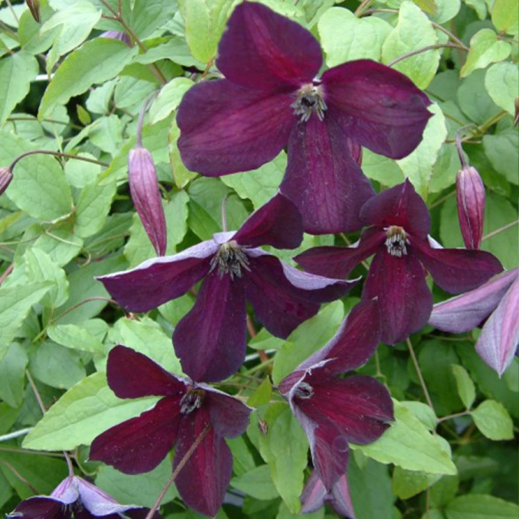 Clématite - Clematis Viticella Black Prince 1 Clématite - Clematis Viticella Black Prince