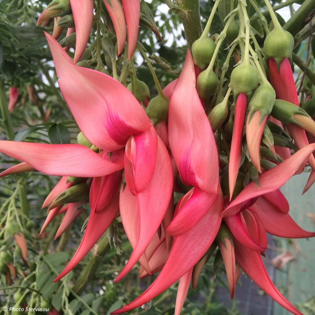 Clianthus Puniceus Flamingo - Pince De Homard 1 Clianthus Puniceus Flamingo - Pince De Homard