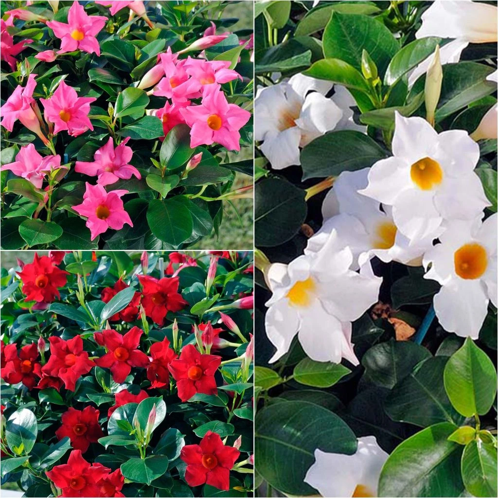 Collection De 3 Dipladénias Diamantina Jade 1 Collection De 3 Dipladénias Diamantina Jade