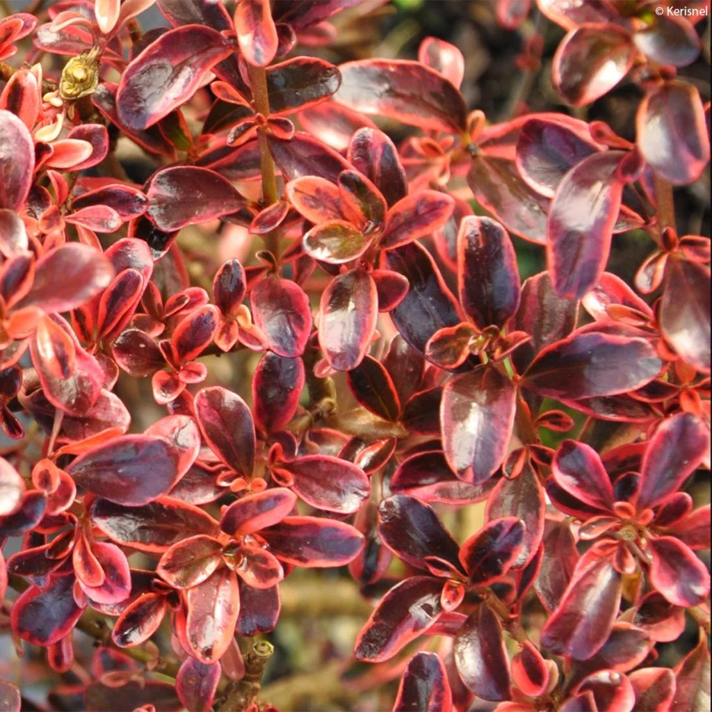Coprosma (x) Repens Fire Burst 1 Coprosma (x) Repens Fire Burst