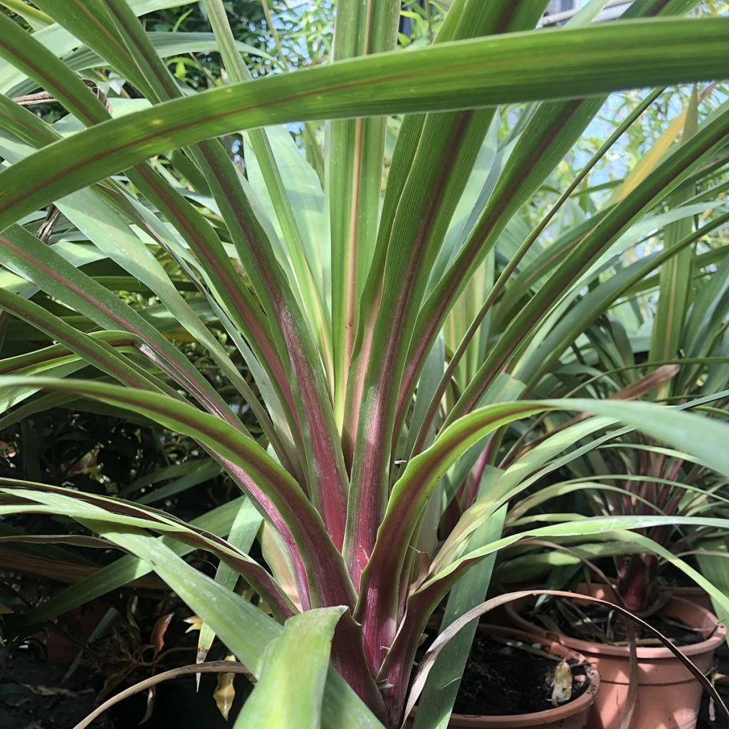 Cordyline Australis Peko 1 Cordyline Australis Peko