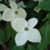 Cornus Eddie's White Wonder - Cornouiller Hybride.