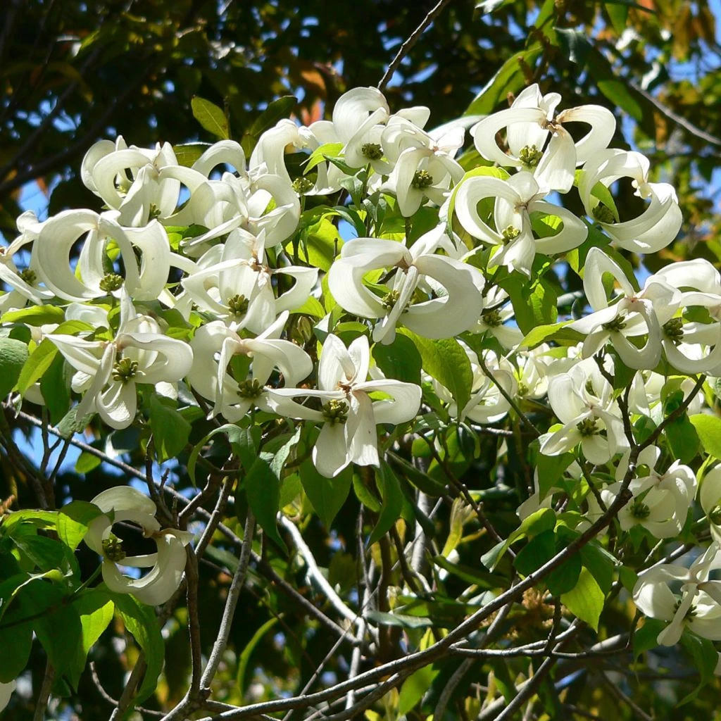 Cornus Florida Urbiniana - Cornouiller De Floride 1 Cornus Florida Urbiniana - Cornouiller De Floride