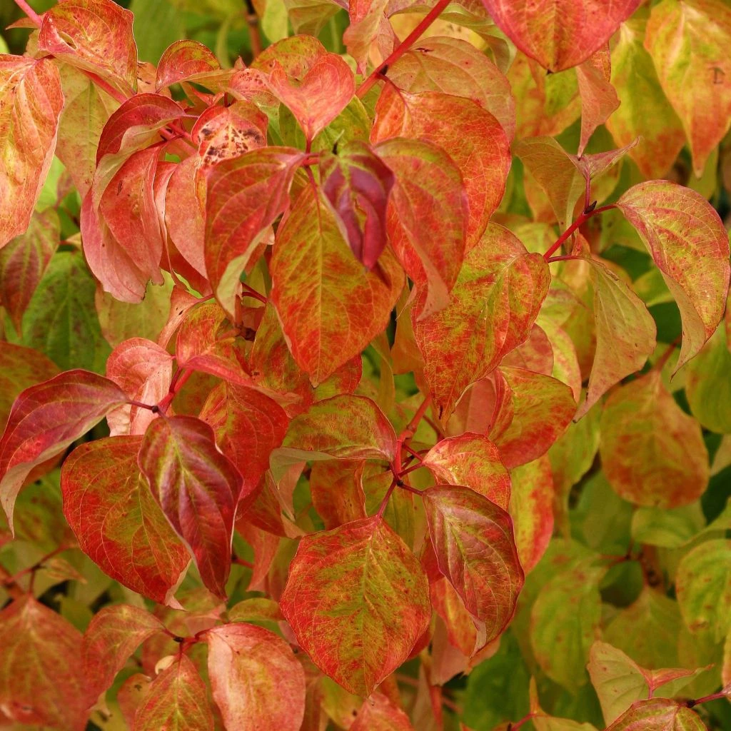 Cornus Sanguinea Magic Flame - Cornouiller Sanguin 1 Cornus Sanguinea Magic Flame - Cornouiller Sanguin
