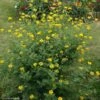 Coronille - Coronilla Valentina Subsp. Glauca Selection