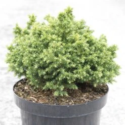 Cryptomeria Japonica Vilmoriniana