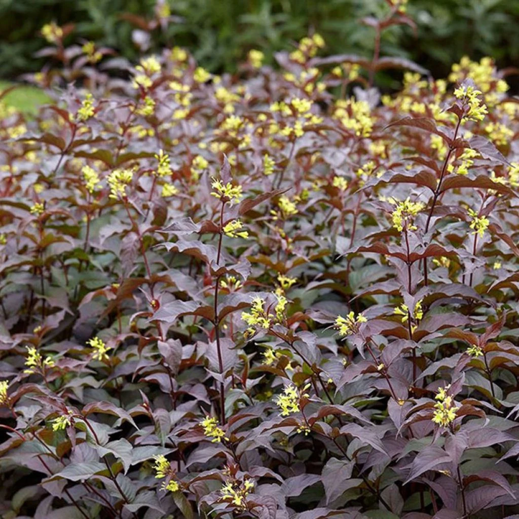 Diervilla Rivularis Troja Black - Diervillée 1 Diervilla Rivularis Troja Black - Diervillée