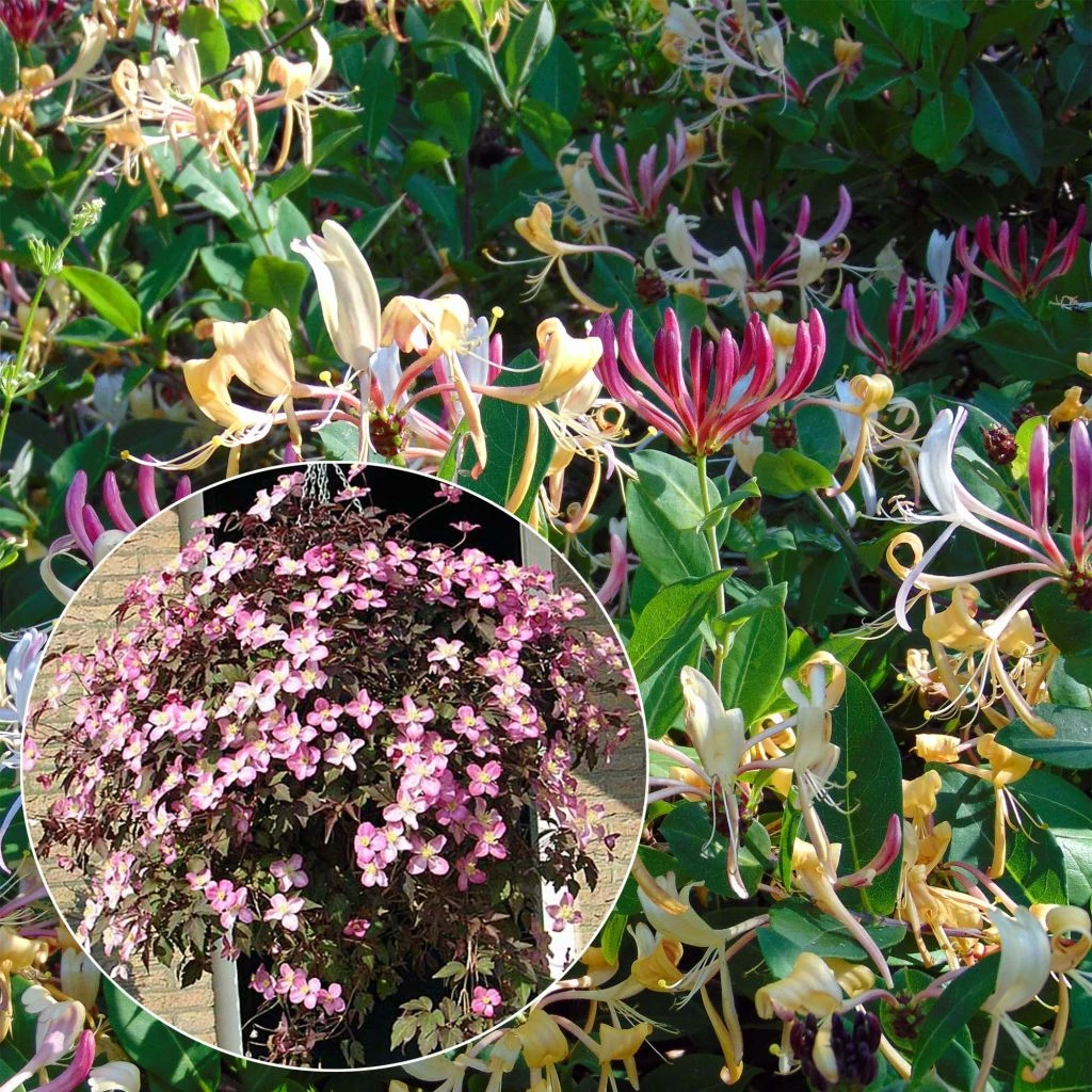 Duo Printanier - Collection De Clématite Et Chèvrefeuille 1 Duo Printanier - Collection De Clématite Et Chèvrefeuille