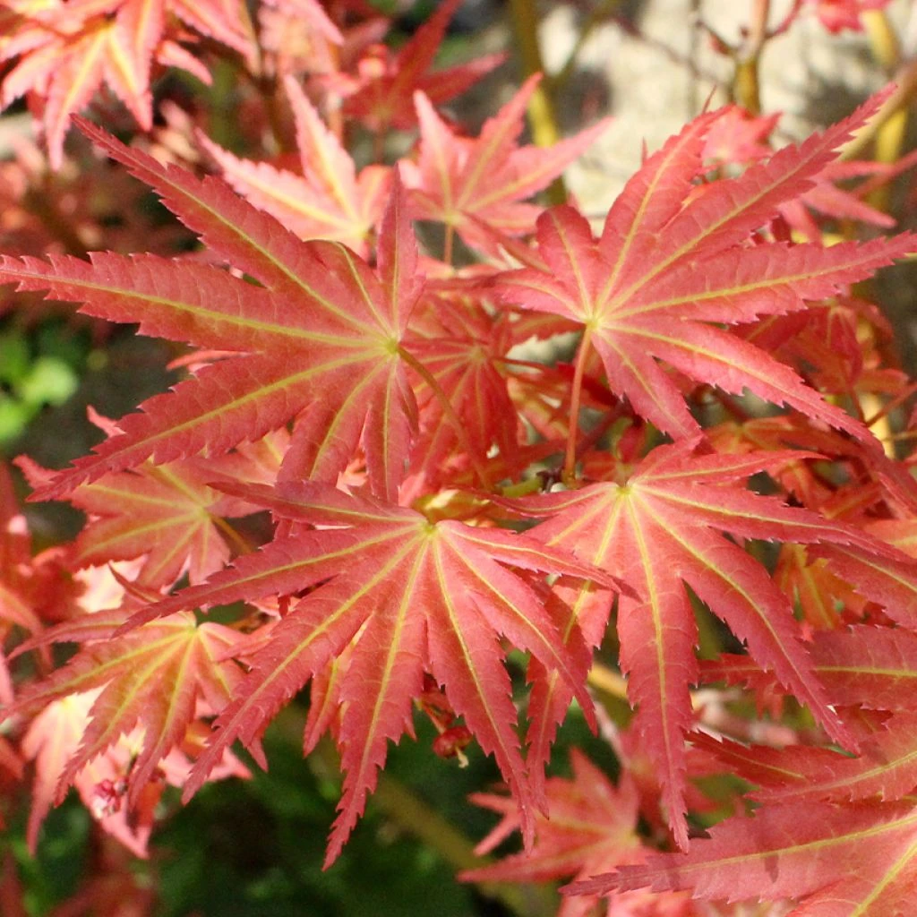 Erable Du Japon - Acer Palmatum Brown Sugar 1 Erable Du Japon - Acer Palmatum Brown Sugar