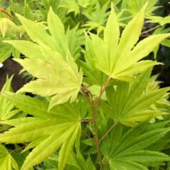 Erable Du Japon - Acer Palmatum Summer Gold