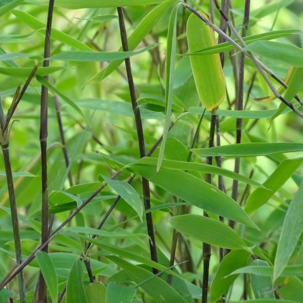 Fargesia Viking - Bambou Non Traçant 1 Fargesia Viking - Bambou Non Traçant