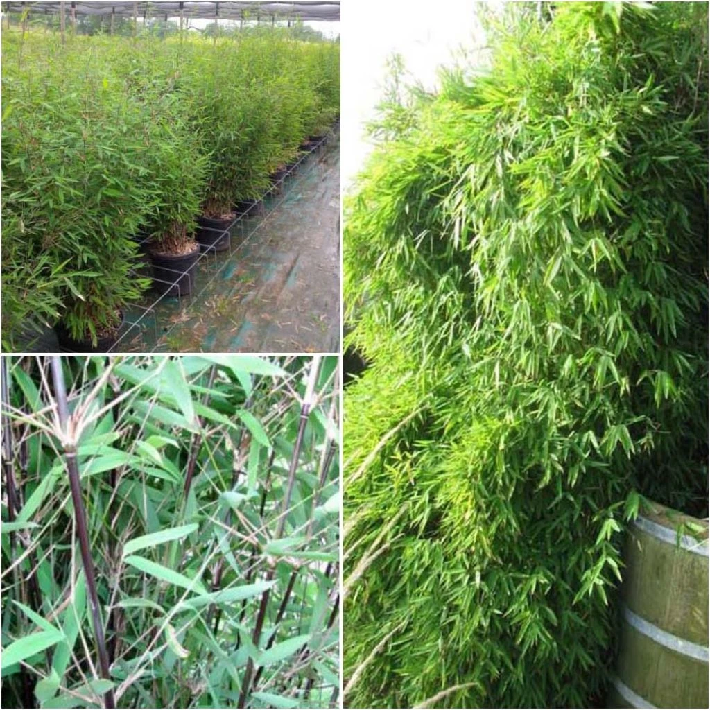 Fargesia Nitida Black Pearl - Bambou Non Traçant 1 Fargesia Nitida Black Pearl - Bambou Non Traçant