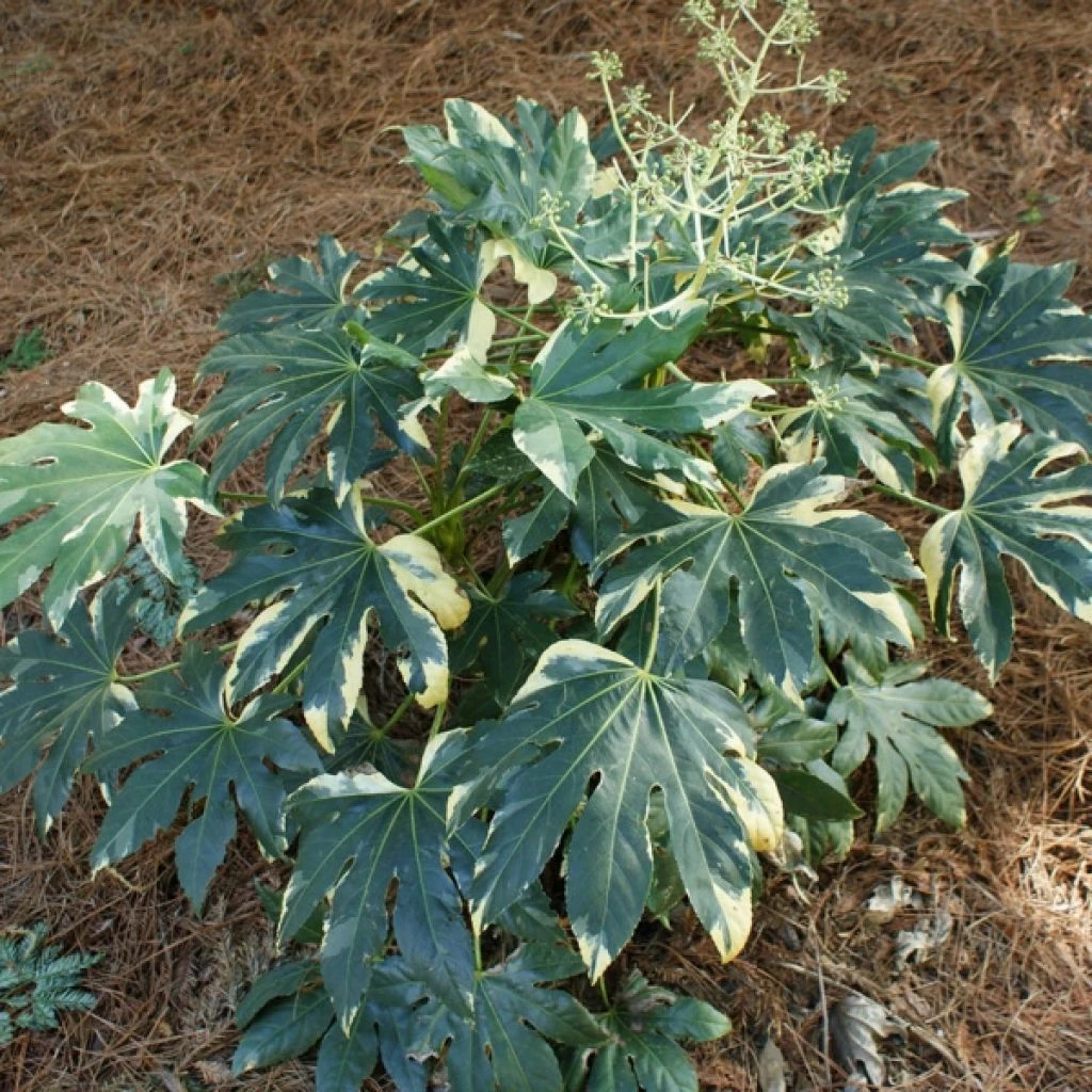 Faux-aralia - Fatsia Japonica Variegata 1 Faux-aralia - Fatsia Japonica Variegata