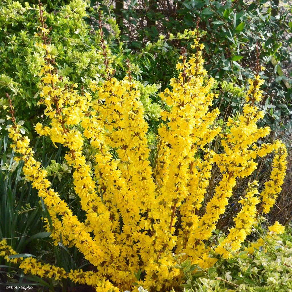 Forsythia Mikador - Mimosa De Paris 1 Forsythia Mikador - Mimosa De Paris