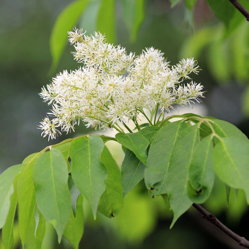Fraxinus Ornus - Frêne à Fleurs, Orne 1 Fraxinus Ornus - Frêne à Fleurs, Orne
