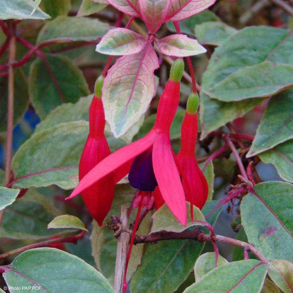 Fuchsia Rustique Tom West 1 Fuchsia Rustique Tom West
