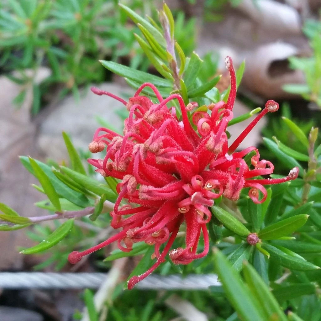 Grevillea Juniperina New Blood 1 Grevillea Juniperina New Blood