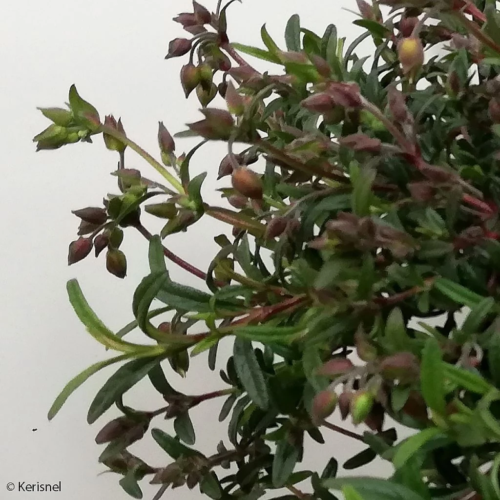 Halimiocistus Sahucii - Halimiociste De Sahuc 1 Halimiocistus Sahucii - Halimiociste De Sahuc