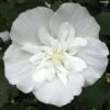 Hibiscus Syriacus White Chiffon - Althéa Blanc Double